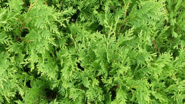 arkaplan için yeşil yaprak dokusu resmi 