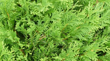 arkaplan için yeşil yaprak dokusu resmi 