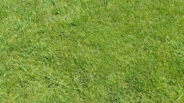 arkaplan için yeşil yaprak dokusu resmi 