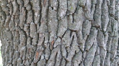 arkaplan için ağaç kabuğu dokusu resmi 
