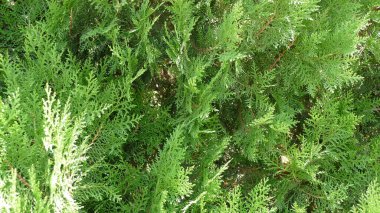 arkaplan için yeşil yaprak dokusu resmi 