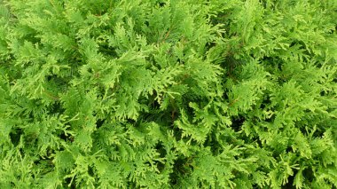 arkaplan için yeşil yaprak dokusu resmi 