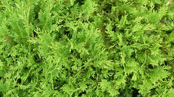 Green Leaves Texture Image Background — Stock Photo, Image