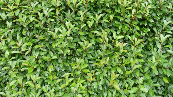 Green Leaves Texture Image Background — Stock Photo, Image