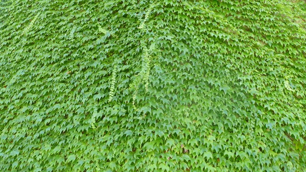 Green Leaves Texture Image Background — Stock Photo, Image