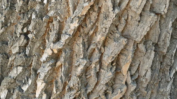 Tree Bark Texture Image Background — Stock Photo, Image
