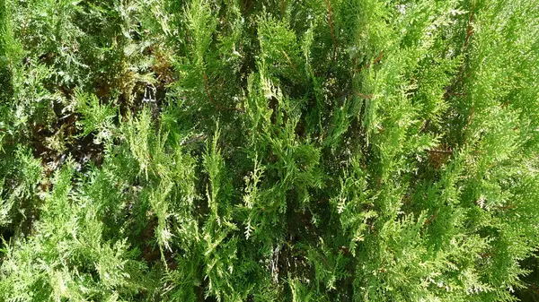 Folhas Verdes Textura Imagem Para Fundo — Fotografia de Stock