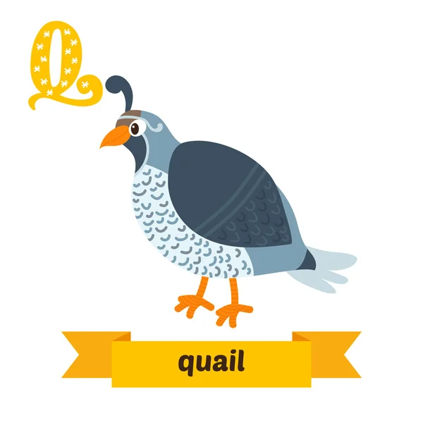 Quail. Q letter. Cute children animal alphabet in vector. Funny — Stock Vector