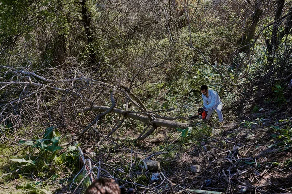 Bir adam ormanda devrilmiş bir ağacı kesiyor.. — Stok fotoğraf