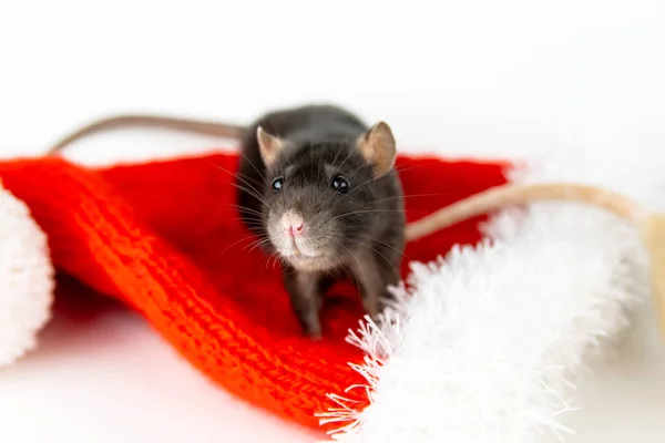 Рождественская мышь. Черная крыса сидит на красной рождественской шапке. — стоковое фото
