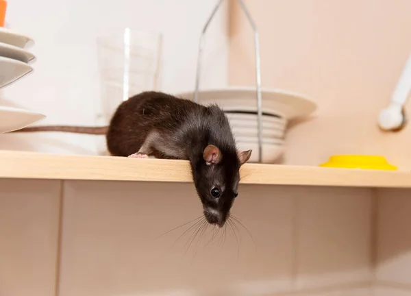 Patkány mászik a konyhában edények és keres ételt. A koncepció rágcsálók a házban. — Stock Fotó
