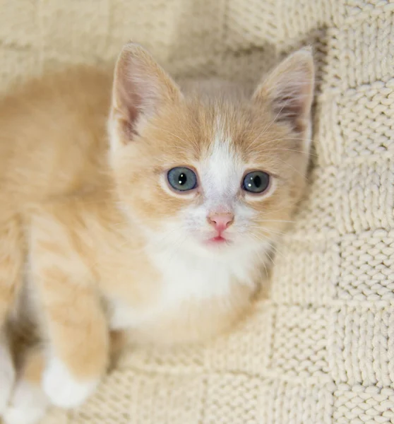 Küçük Kırmızı Kedi Yavrusu Kahverengi Bir Ekose Üzerinde Oturur Doğrudan — Stok fotoğraf