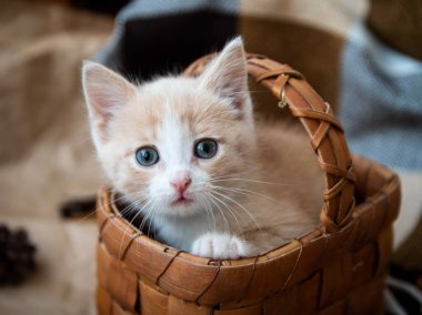 Küçük ineğin içindeki kırmızı kedi yavrusu doğrudan çerçeveye bakıyor.