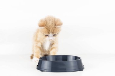 Küçük kırmızı kedi yavrusu beyaz arka planda boş bir kaseye bakıyor.