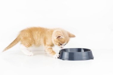 Küçük kırmızı kedi yavrusu beyaz arka planda boş bir kaseye bakıyor.