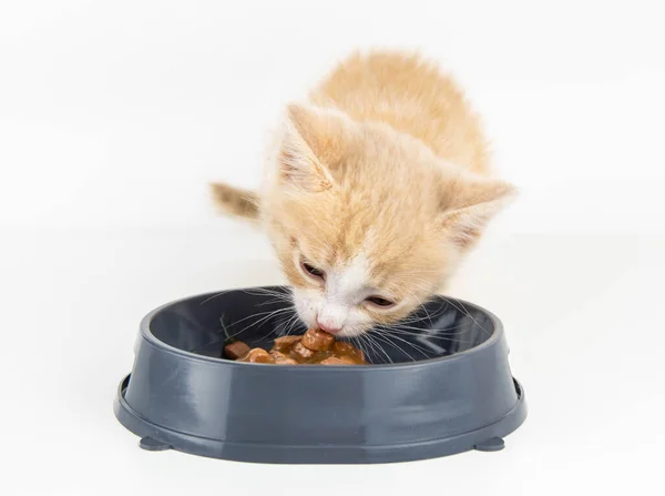 Маленький Красный Котёнок Ест Пищу Серой Миски Белом Фоне Концепция — стоковое фото