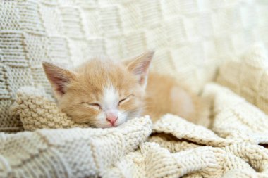 Küçük kırmızı bir kedi yavrusu ekoseyle uyuyor. Konsept samimi ve sıcak.