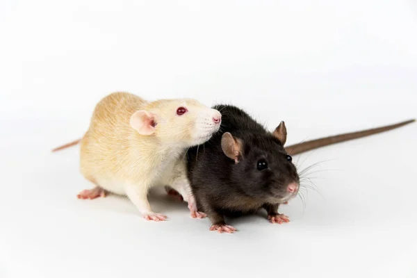 Zwei Ratten Weißer Und Dunkler Farbe Auf Weißem Hintergrund — Stockfoto