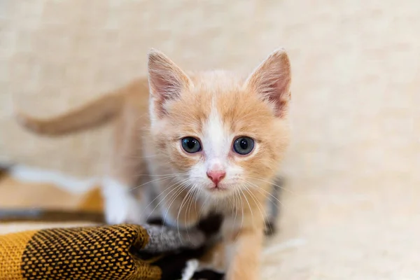 Malé Červené Kotě Sedí Hnědém Kostkovaném Koťátku Dívá Přímo Rámu — Stock fotografie