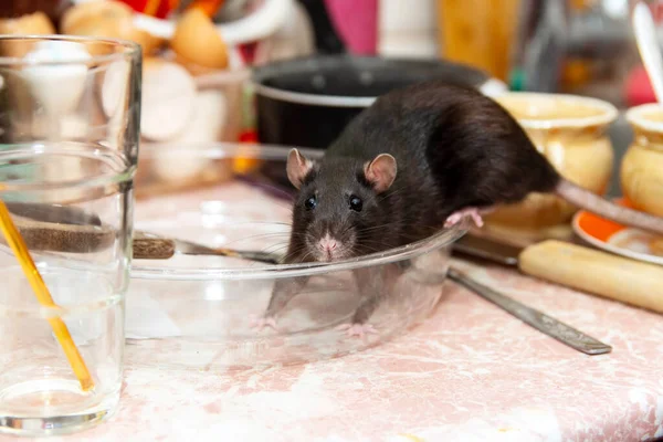 Крыса ползает по кухне на тарелках и ищет еду. Концепция грызунов в доме. — стоковое фото