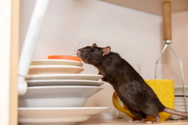 Ratto striscia in cucina su piatti e alla ricerca di cibo. Il concetto di roditori in casa. — Foto Stock