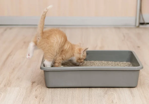 Концепция проглатывания котенка к подносу. Маленький красный котенок забирается в поднос с наполнителем. — стоковое фото