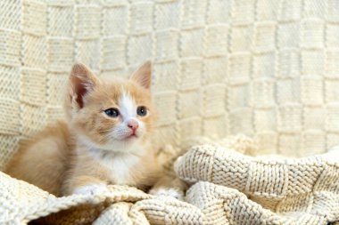 Küçük kırmızı kedi yavrusu kahverengi bir ekose üzerinde oturur ve doğrudan çerçeveye bakar..