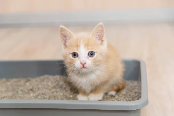 Bir kediyi tepsiye yerleştirme konsepti. Küçük kırmızı kedi yavrusu tuvalet tepsisine oturur ve dik dik bakar.. — Stok fotoğraf