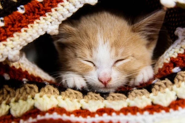 Küçük kırmızı bir kedi yavrusu ekoseyle uyuyor. Konsept samimi ve sıcak.. — Stok fotoğraf