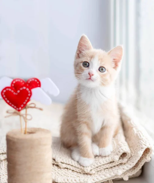 Cute red kitten sits on a plaid and looks into the frame. The concept of a kitten and Valentines Day