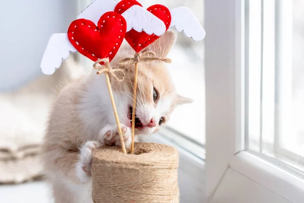 Mały Słodki Kotek Bawi Się Gryzie Wystrój Koncepcja Kotka Walentynki — Zdjęcie stockowe