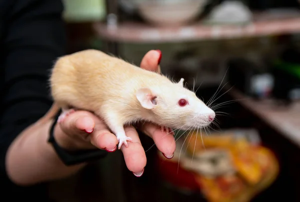 Белая Мышь Крыса Женских Руках Pet — стоковое фото
