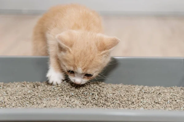 Küçük Bir Kedi Yavrusunu Tepside Tuvalete Götürme Fikri Küçük Kırmızı — Stok fotoğraf