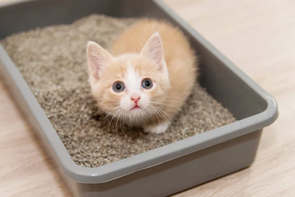 Bir Kediyi Tepsiye Yerleştirme Konsepti Küçük Kırmızı Kedi Yavrusu Tuvalet — Stok fotoğraf