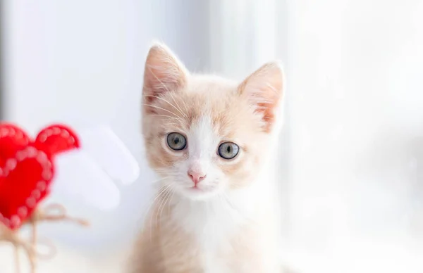 Close Focinho Gatinhos Gatinho Vermelho Olha Diretamente Para Moldura — Fotografia de Stock