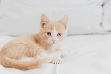 Evin beyaz yatağında küçük kırmızı bir kedi yavrusu yatıyor.