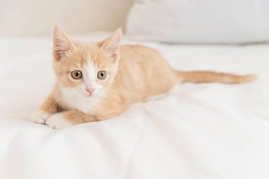 Evin beyaz yatağında küçük kırmızı bir kedi yavrusu yatıyor.