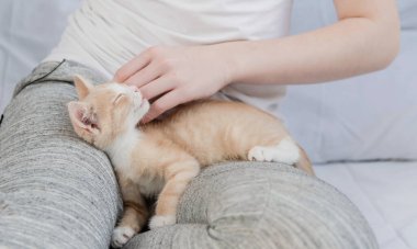 Küçük kırmızı bir kedi yavrusu bir kızın bacaklarının üzerinde yatıyor, bir kız bir kedi yavrusunu okşuyor. Bir evcil hayvana sevgi ve ilgi konsepti