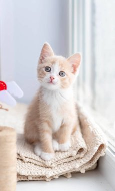 Küçük kırmızı bir kedi yavrusu bir ekose üzerinde pencerenin kenarında oturur ve doğrudan çerçeveye bakar.