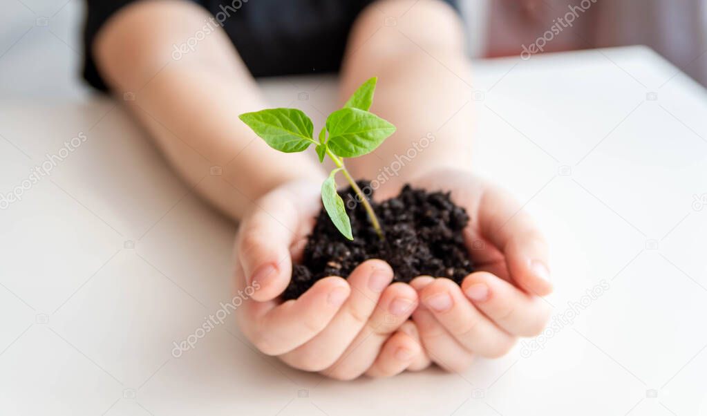 A small child holds a small seedling in his hands on a white background. Ecology concept and children, gardening