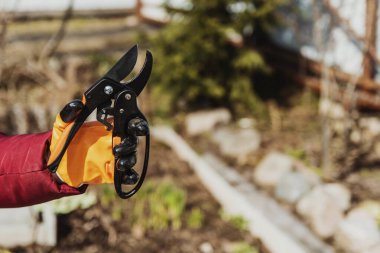 Eldivendeki el dalları budamak için bir secateur tutuyor.