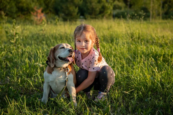 Portrert Bonito Menina Anos Com Cão Beagle Parque Grama Verão Fotografias De Stock Royalty-Free