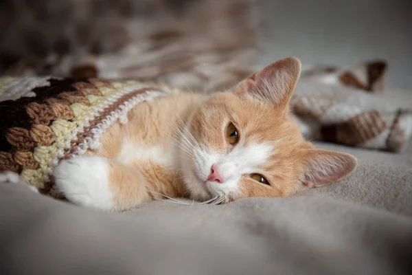 Красная Кошка Лежит Кровати Вязаным Одеялом Спит — стоковое фото