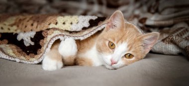 Kızıl kedi örülmüş bir battaniyenin altında yatar ve uyur.