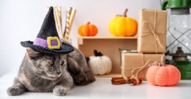 Büyücü şapkalı gri bir kedi sonbahar dekoru olan beyaz bir arka planda yatıyor. Cadılar Bayramı konsepti ve hayvanı