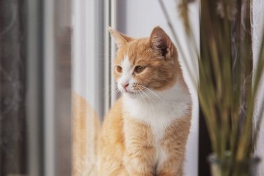 Kırmızı bir kedi pencereden dışarı bakarak oturur. Evcil hayvanlar