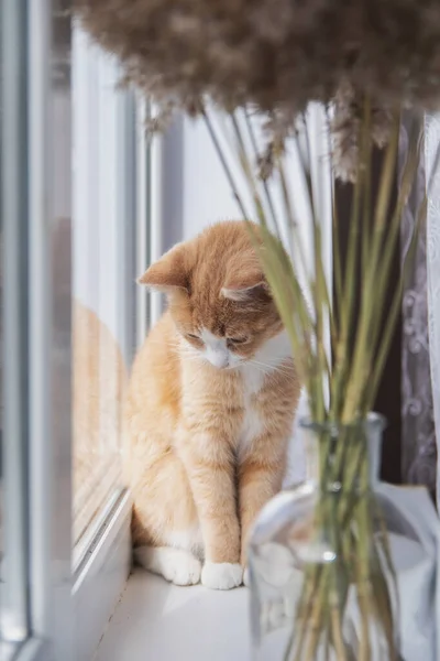 Красная Кошка Сидит Подоконнике Концепция Домашних Животных Комфорт — стоковое фото