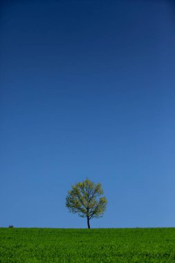Bir ağaç mavi gökyüzünün arka planına karşı yeşil gras ile