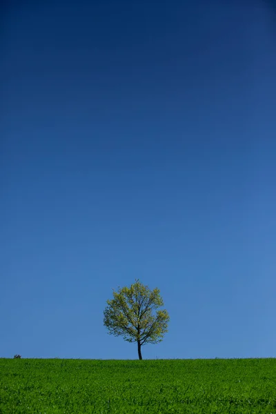 Uma Árvore Contra Fundo Céu Azul Com Gras Verde Fotos De Bancos De Imagens