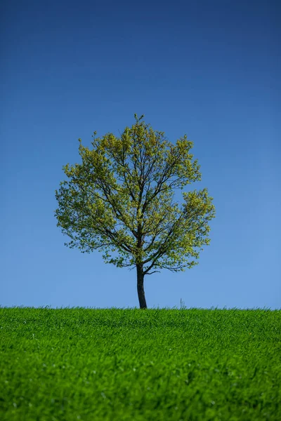 Uma Árvore Contra Fundo Céu Azul Com Gras Verde Fotos De Bancos De Imagens